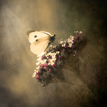 Butterfly Spirit #01 von loriental-photography