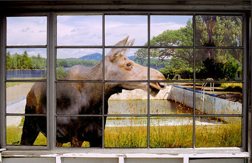 Window-mooseheadlakefaa