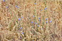 Chicory and Wheat by Peter J. Sucy