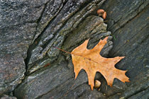Oak Leaf on the Rocks by Peter J. Sucy