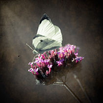 Butterfly Spirit #02 von loriental-photography