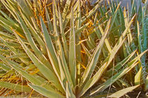 Agave Plant White Sands, NM by Peter J. Sucy