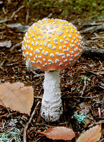 Amanita Muscaria by Peter J. Sucy