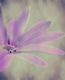 Light Purple Senetti Flower von rosanna zavanaiu