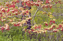 Maple Tree Seed Pods von Peter J. Sucy