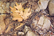 Oak Leaves and Flotsam von Peter J. Sucy