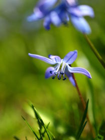 Im Gras entdeckt - Ein Blaustern Scilla siberica von Brigitte Deus-Neumann