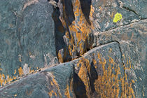 Blue Rocks & Lichen by Peter J. Sucy