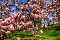 Blossoming magnolias by Maks Erlikh