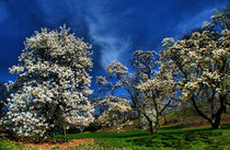 Blossoming magnolia von Maks Erlikh