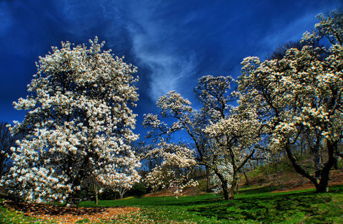 White-magnolias-dot-spring-has-come