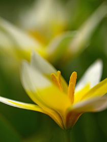 Blüten der Wildtulpe - Tulipa tarda von Brigitte Deus-Neumann