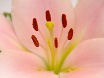 Pink Lily Floral art von David J French