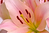 Pink Lily Floral art by David J French