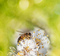 bee collects honey on a flower by Serhii Zhukovskyi