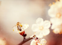 textured old paper background, bee collects honey on a flower von Serhii Zhukovskyi