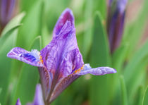 blue irises blossoming in a garden by Serhii Zhukovskyi