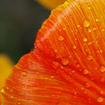 Wasserperlen verzieren das Blütenblatt einer Tulpe von Brigitte Deus-Neumann