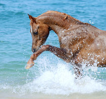 Arabian horse by Tamara Didenko