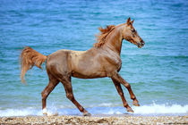 Arabian horse by Tamara Didenko