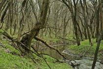 forest river by evgeny bashta