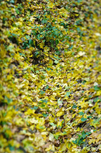 Fall Leaves von evgeny bashta