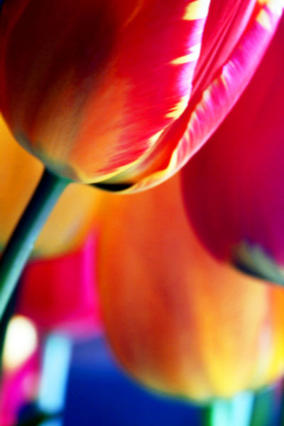 Tulpen-weich-popart