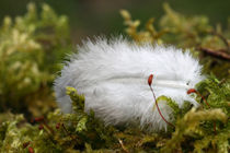 Daunenfeder im Moos - Down feather in the moss von ropo13
