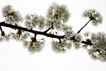 Kirschblüte von Bettina Schnittert