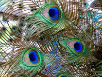 Peacock Feathers von Colleen Kammerer