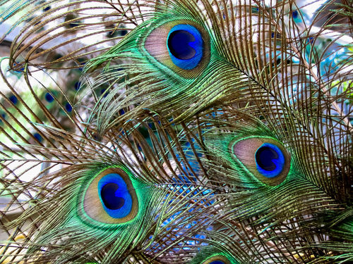 Peacock-feathers-img-5020
