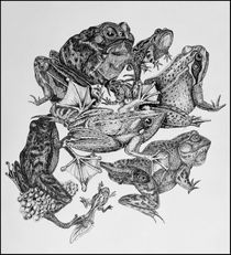 Frogs in ink by Ken Howard