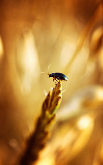 Little beetle by Gealt Waterlander