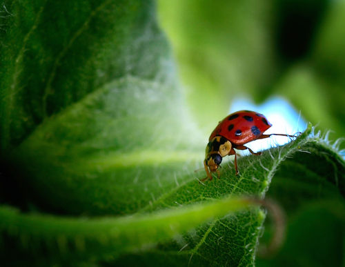 Ladybug-hr