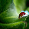 Ladybug-hr