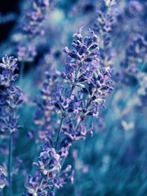 Lavender blue by Gealt Waterlander