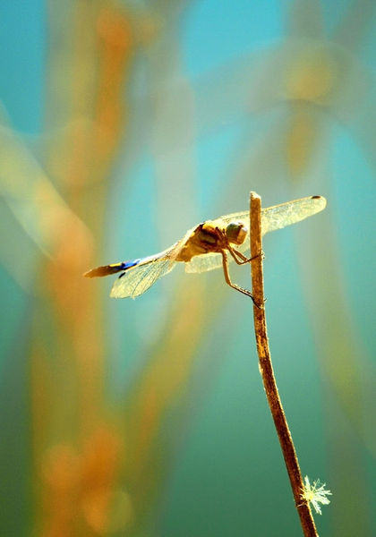 Dragonfly-hr