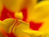 Tulpengemälde...Abstraktion einer Tulpenblüte von Brigitte Deus-Neumann