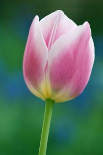 Tulpe by hs-foto