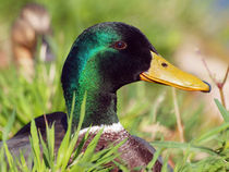 Stock-Ente, anas platyrhynchos, wild duck in springtime von Dagmar Laimgruber
