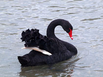 Trauerschwan , Black swan by Dagmar Laimgruber