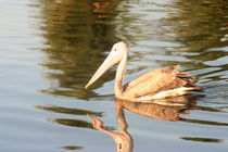 Spot-billed Pelican by reorom
