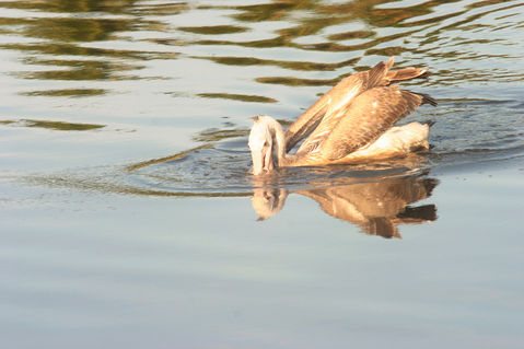 Lunawalagoon-pelican