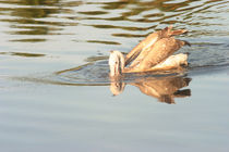 Spot Billed Pelican by reorom