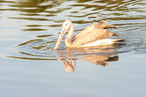 Spot Billed pelican by reorom
