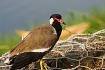 Red-wattled Lapwing by reorom