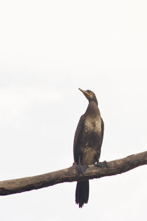 Indian cormorant by reorom