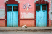 Sleeping Dog Mexico by John Mitchell