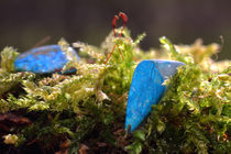 Türkis im Moos - Turquoise in the moss by ropo13