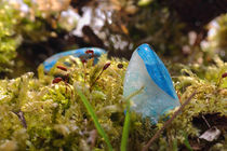 Türkis im Moos - Turquoise in the moss von ropo13